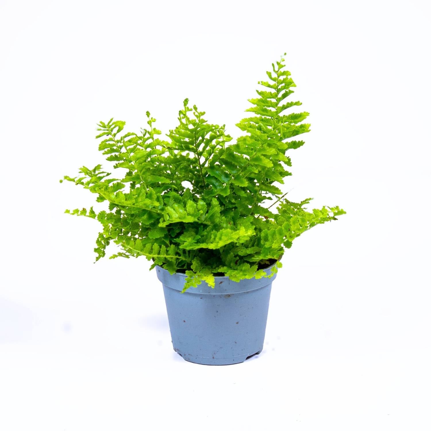 Shop Boston Ferns in the UK