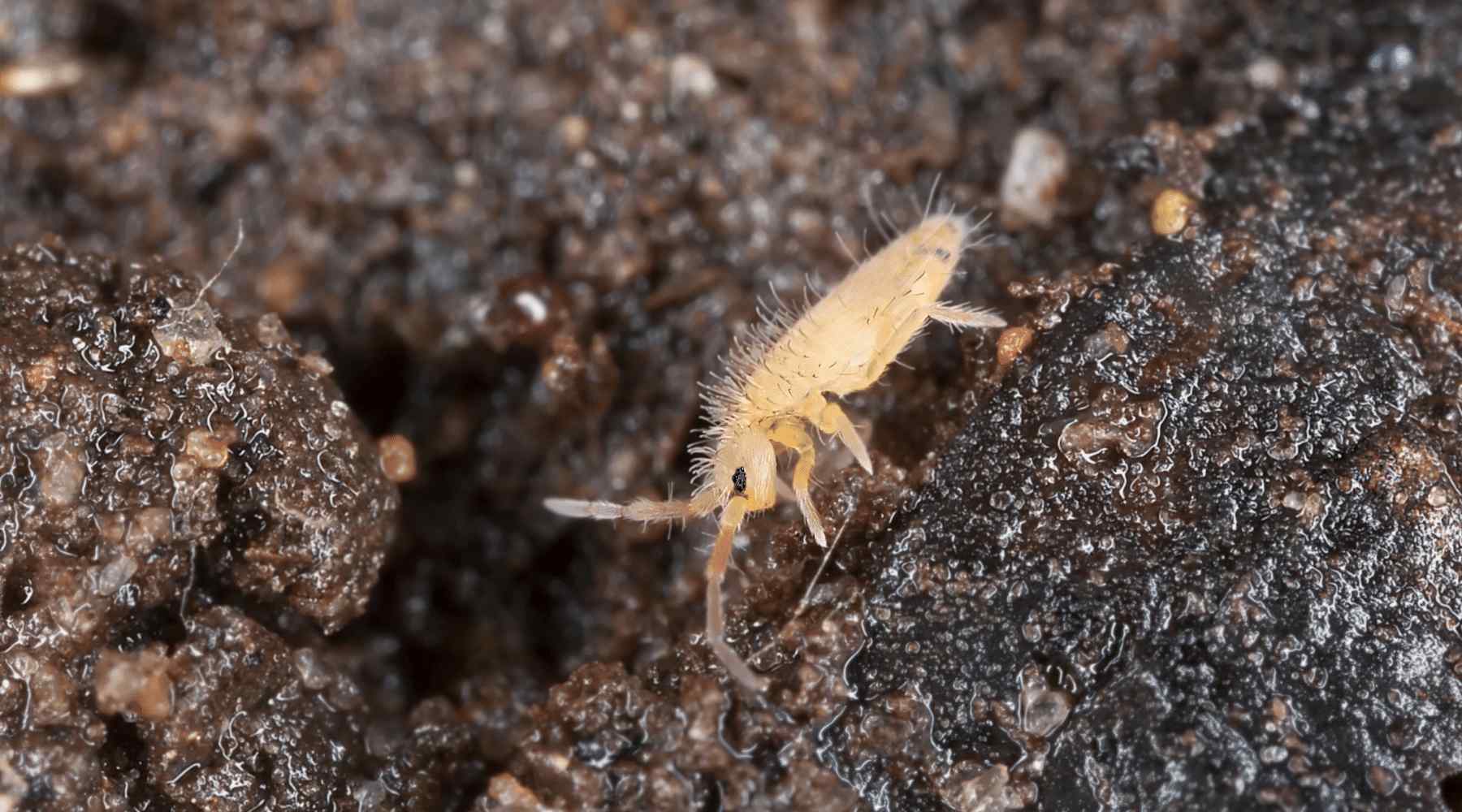 Springtails for Terrariums: The Complete Guide