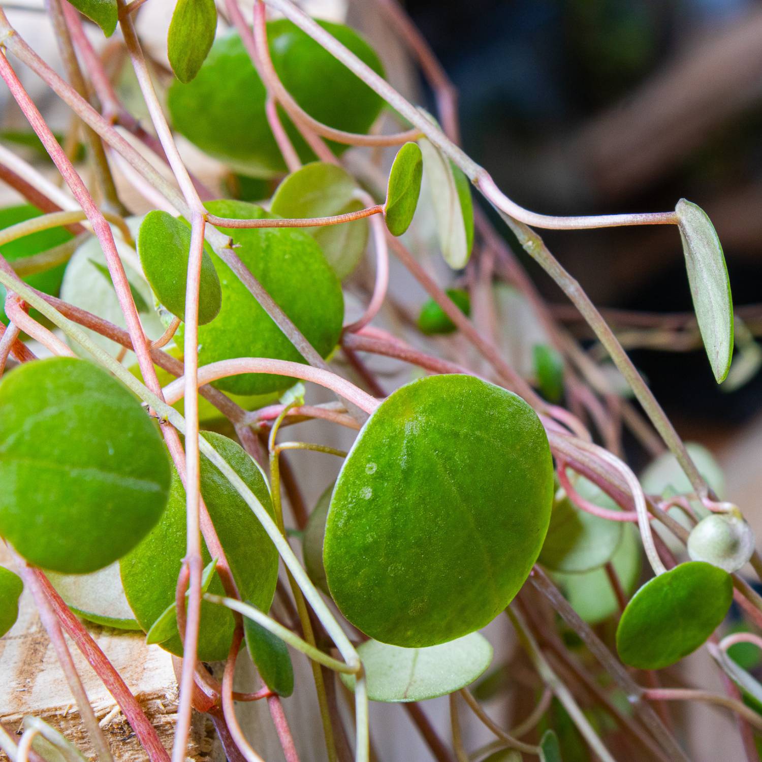 Peperomia pepperspot