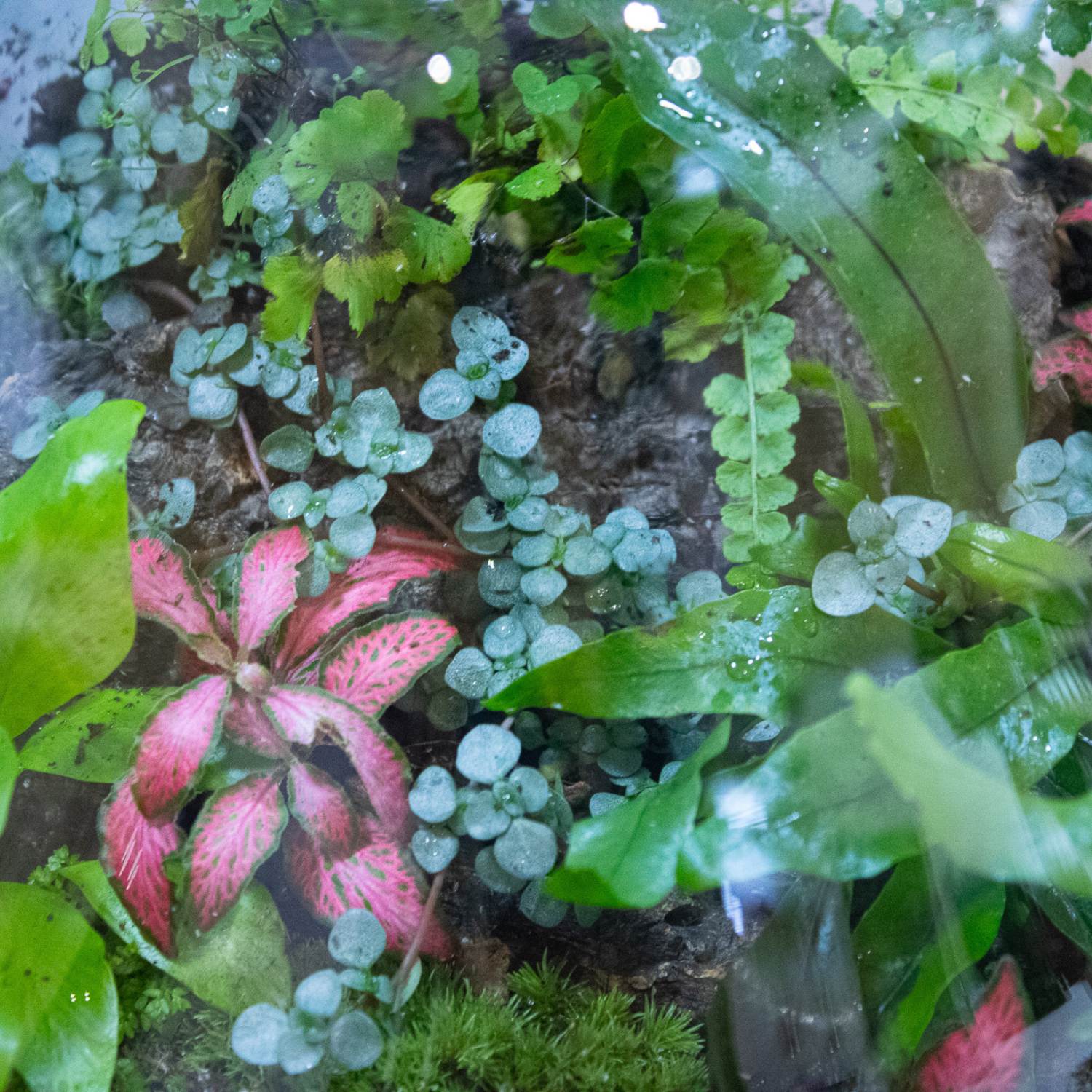 Alfombra de Pilea glauca en terrario