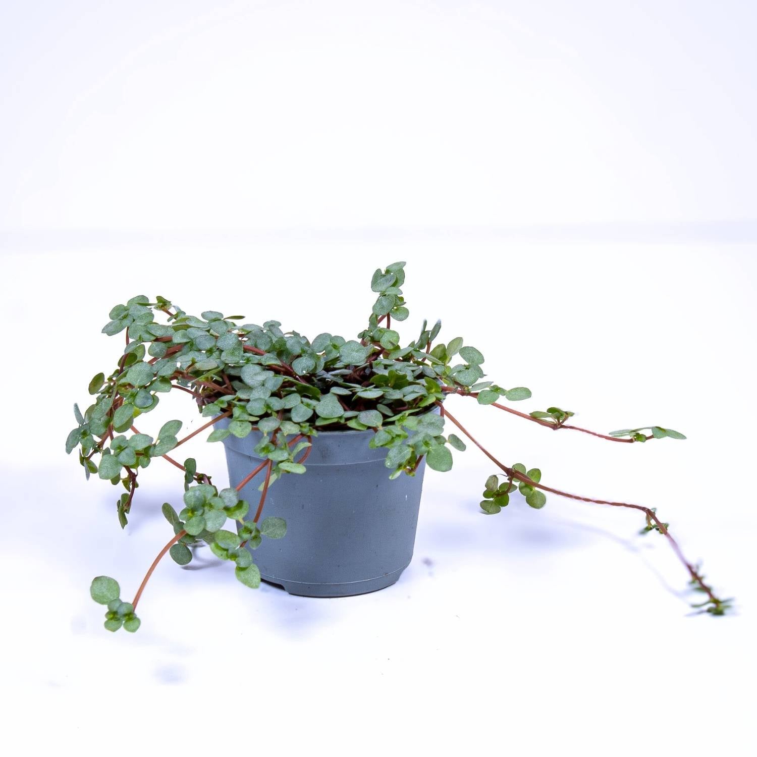 Pilea libanensis 6cm for sale