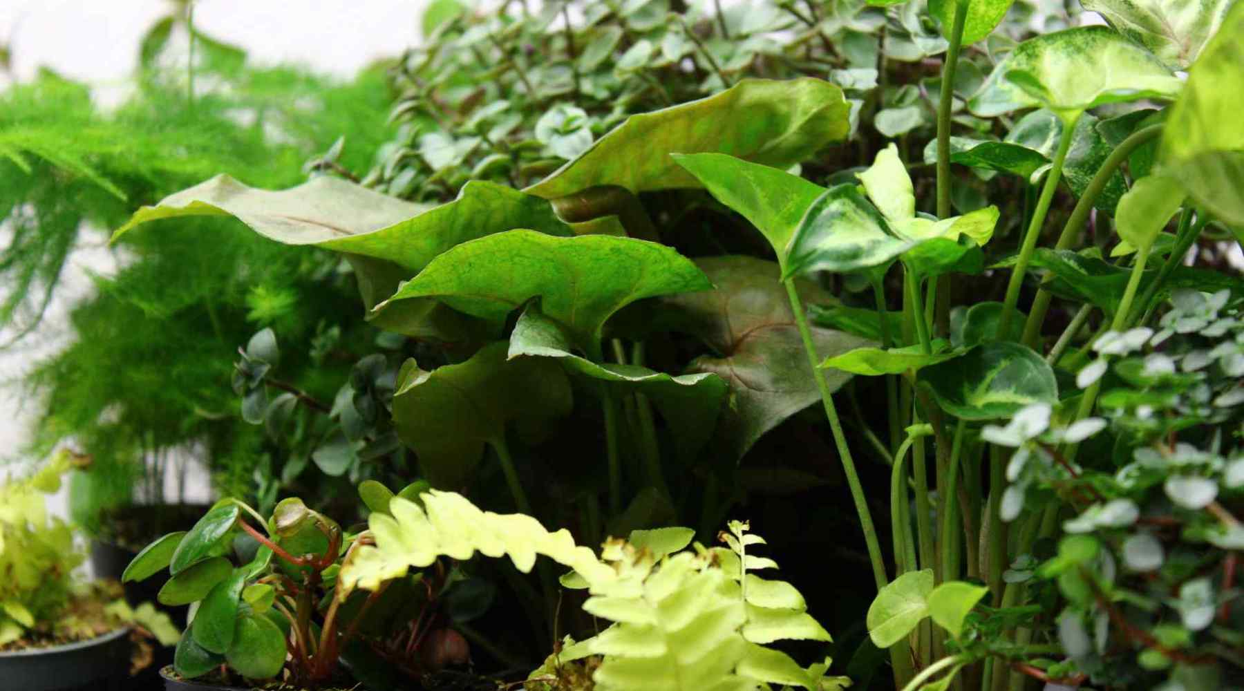 Tropical plants for terrariums