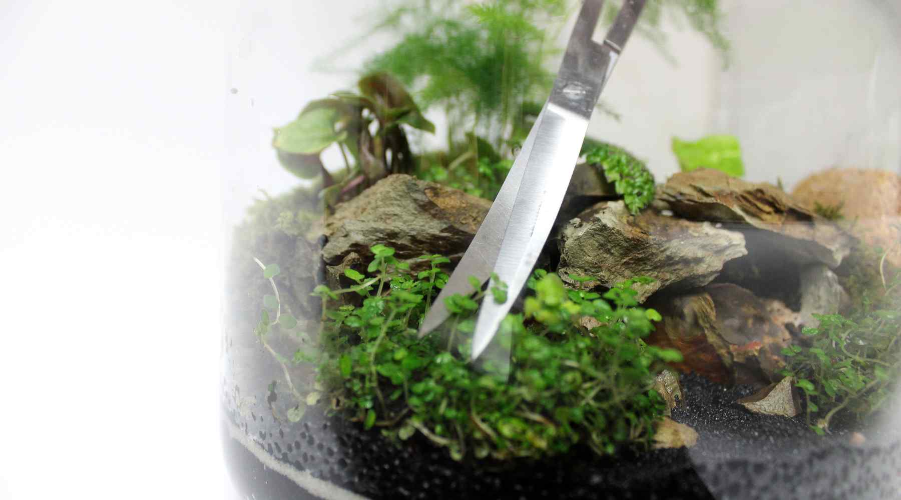 Do I Need to Prune My Terrarium?