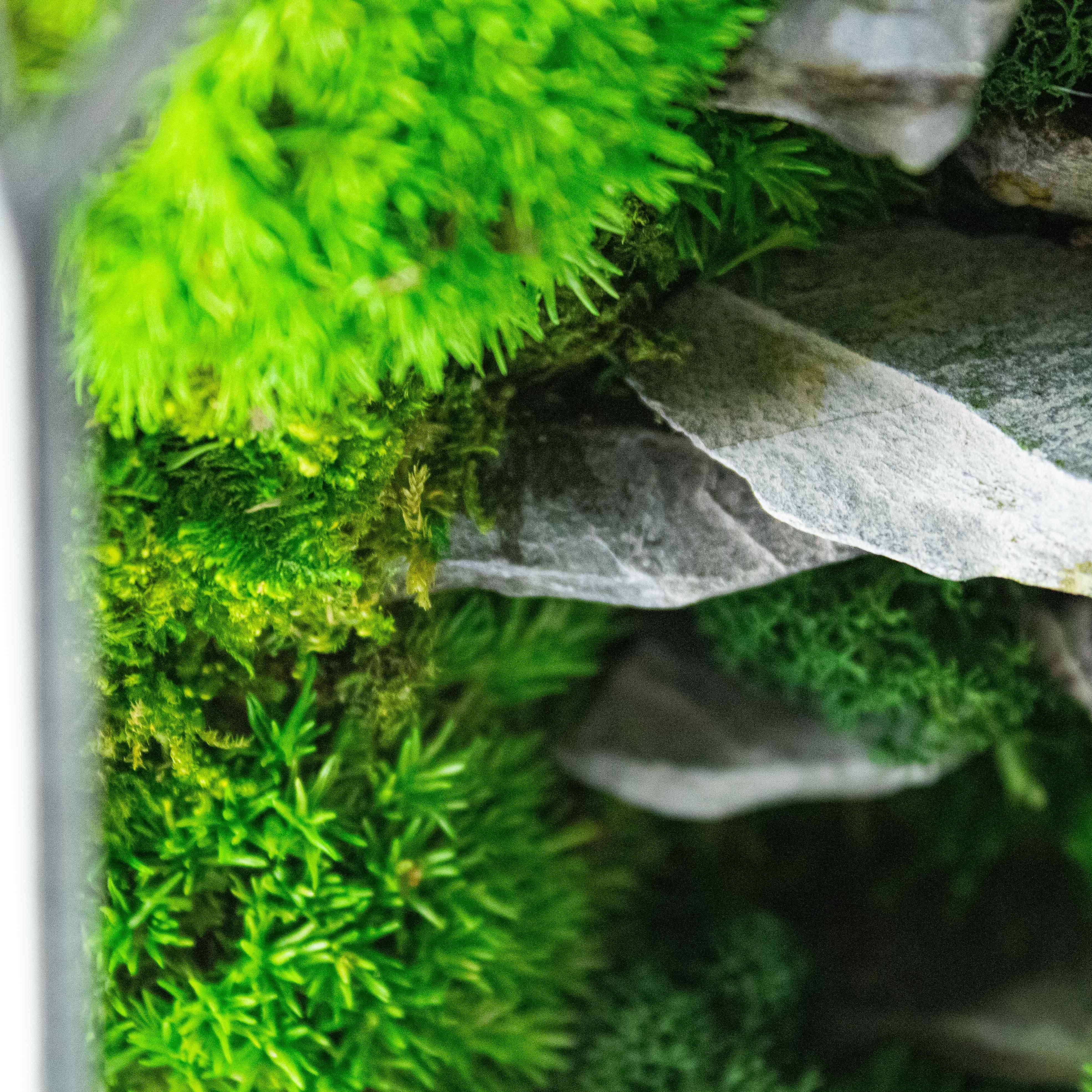 Desktop terrarium: Zero maintenance, colorful geometric glassware design.