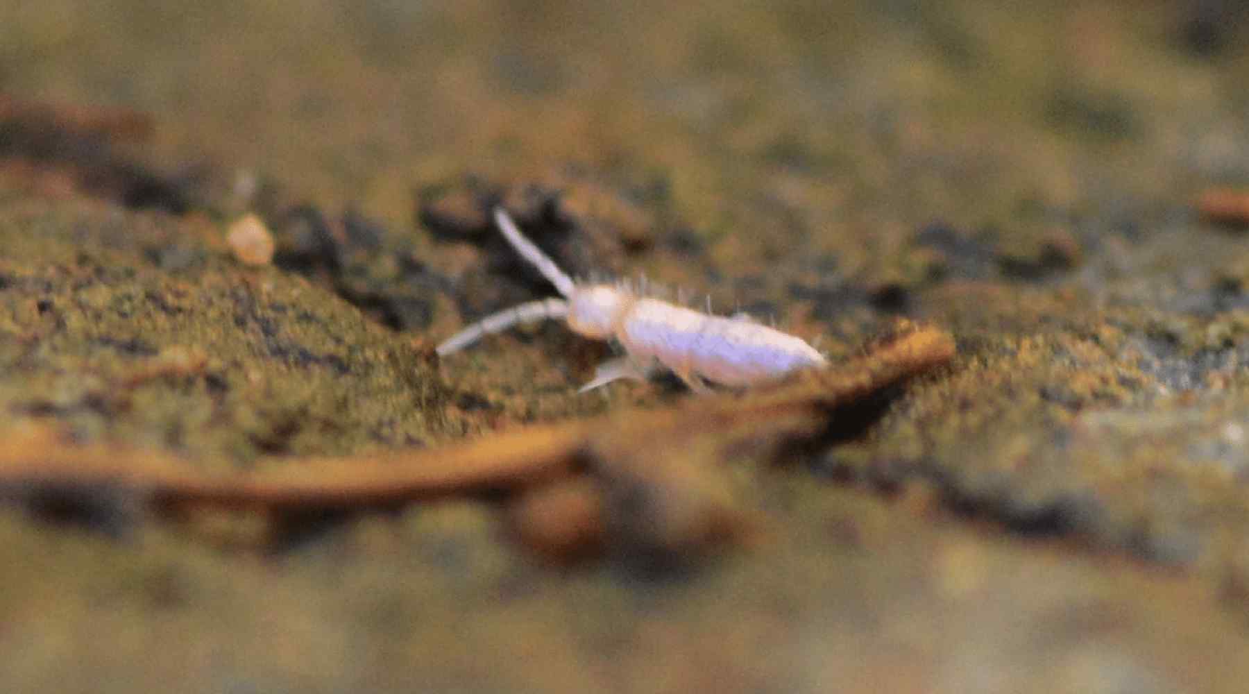 Do Springtails Bite? - What's That Bug?