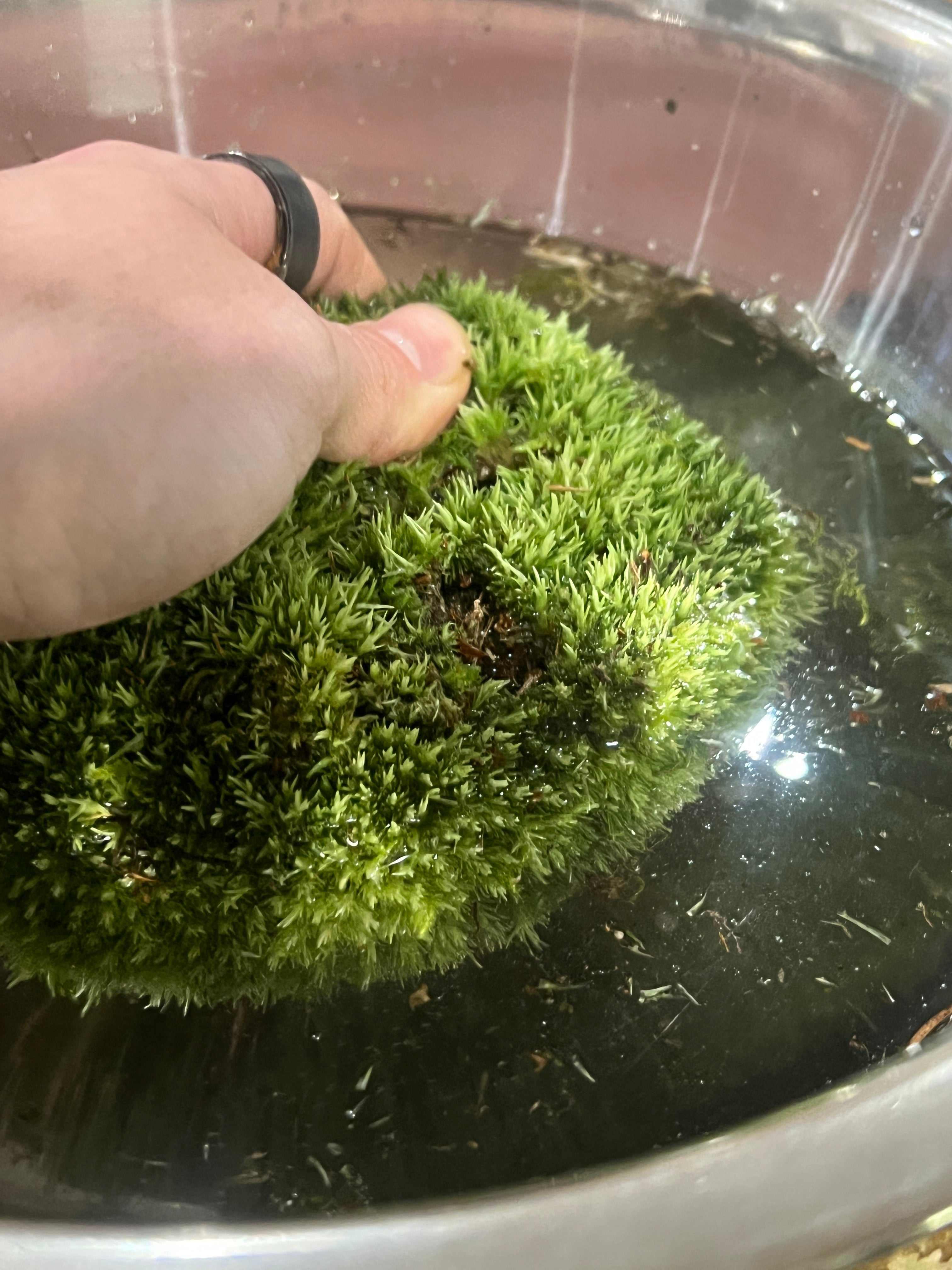 Soaking moss in a bowl