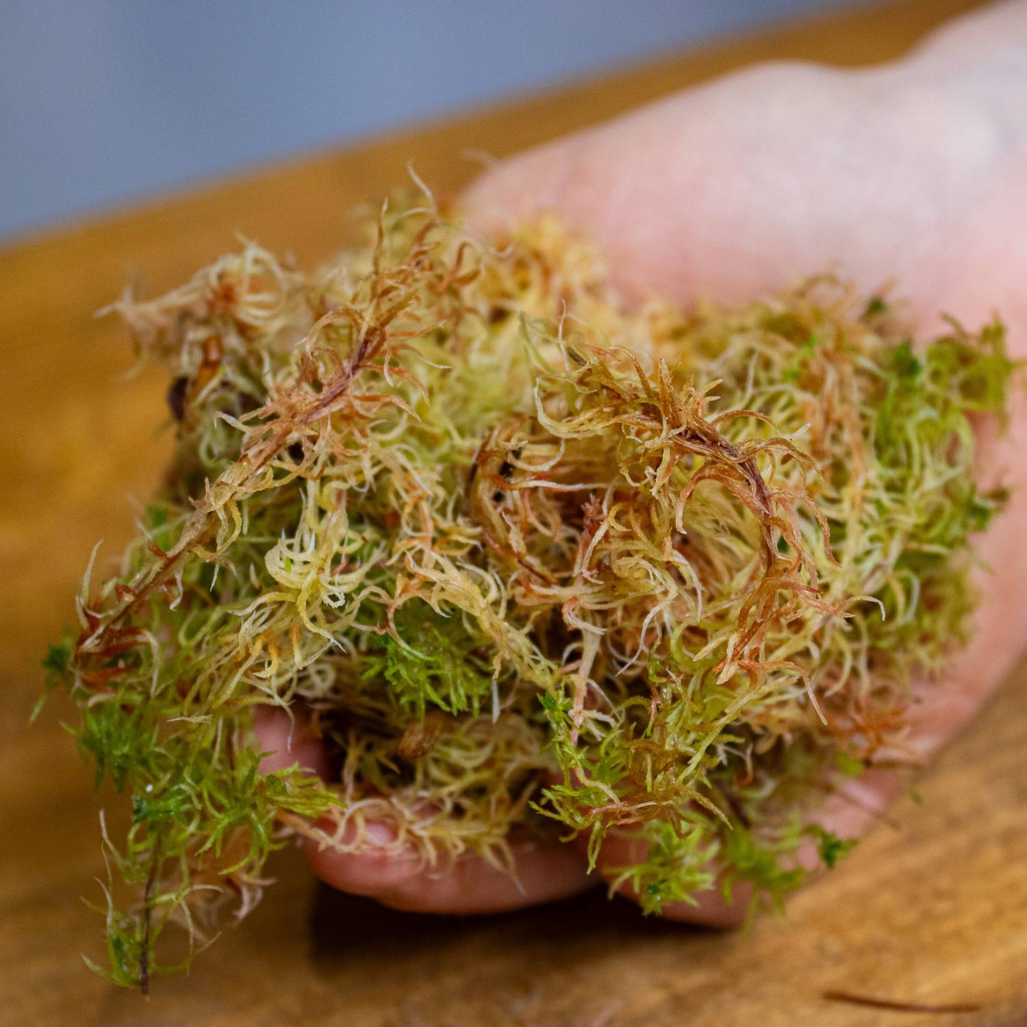 How to care for sphagnum moss