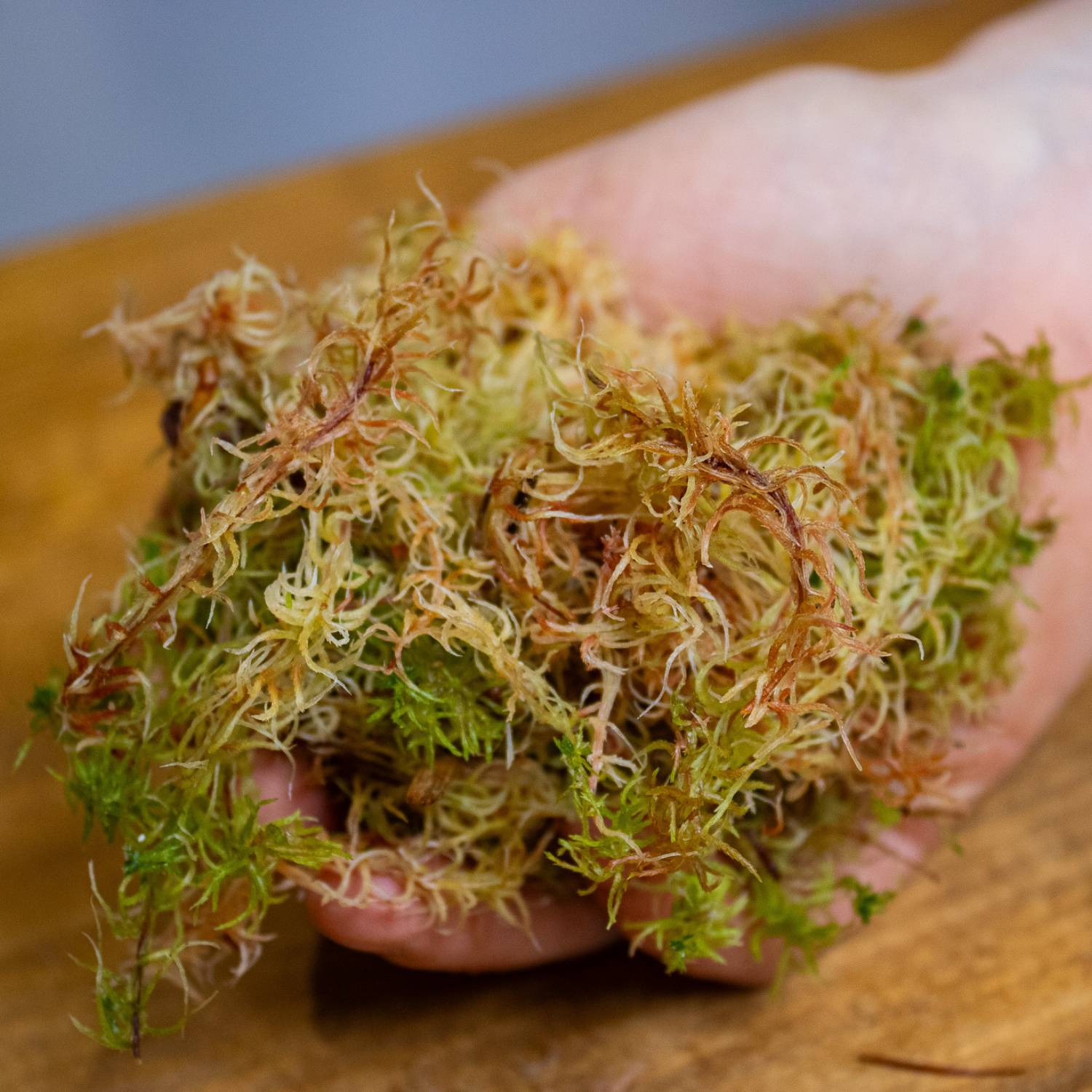 Sphagnum moss for terrariums