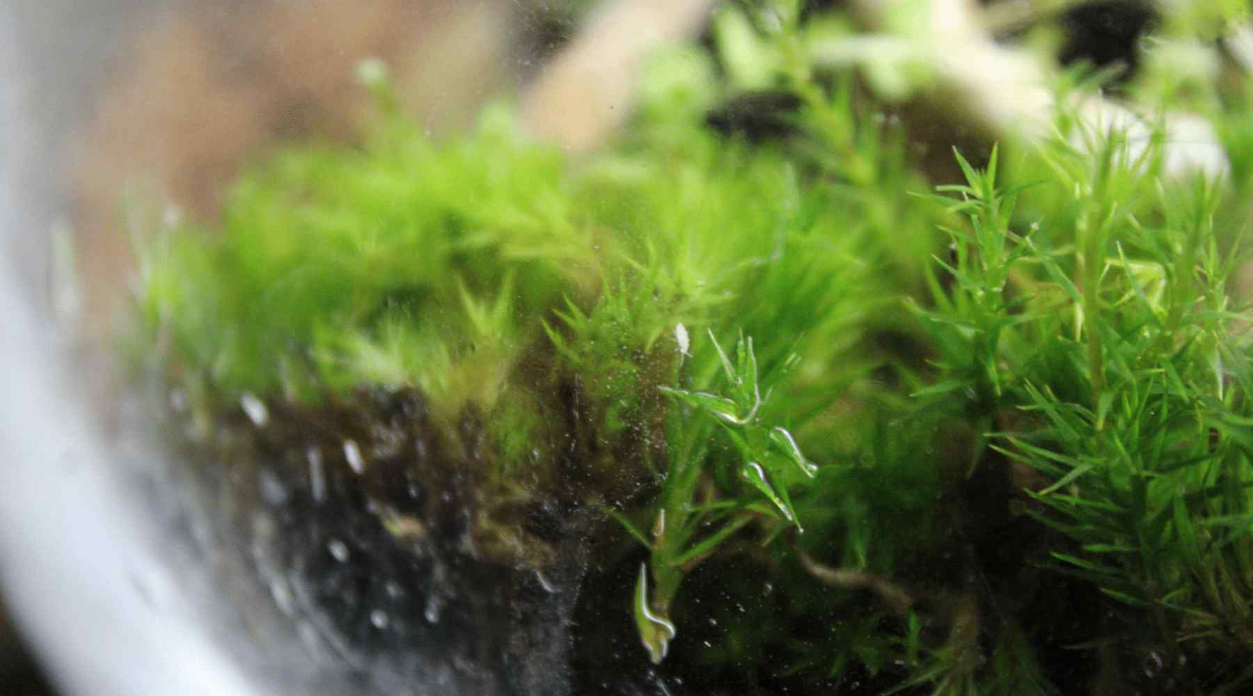 A Springtail on Moss in a Terrarium