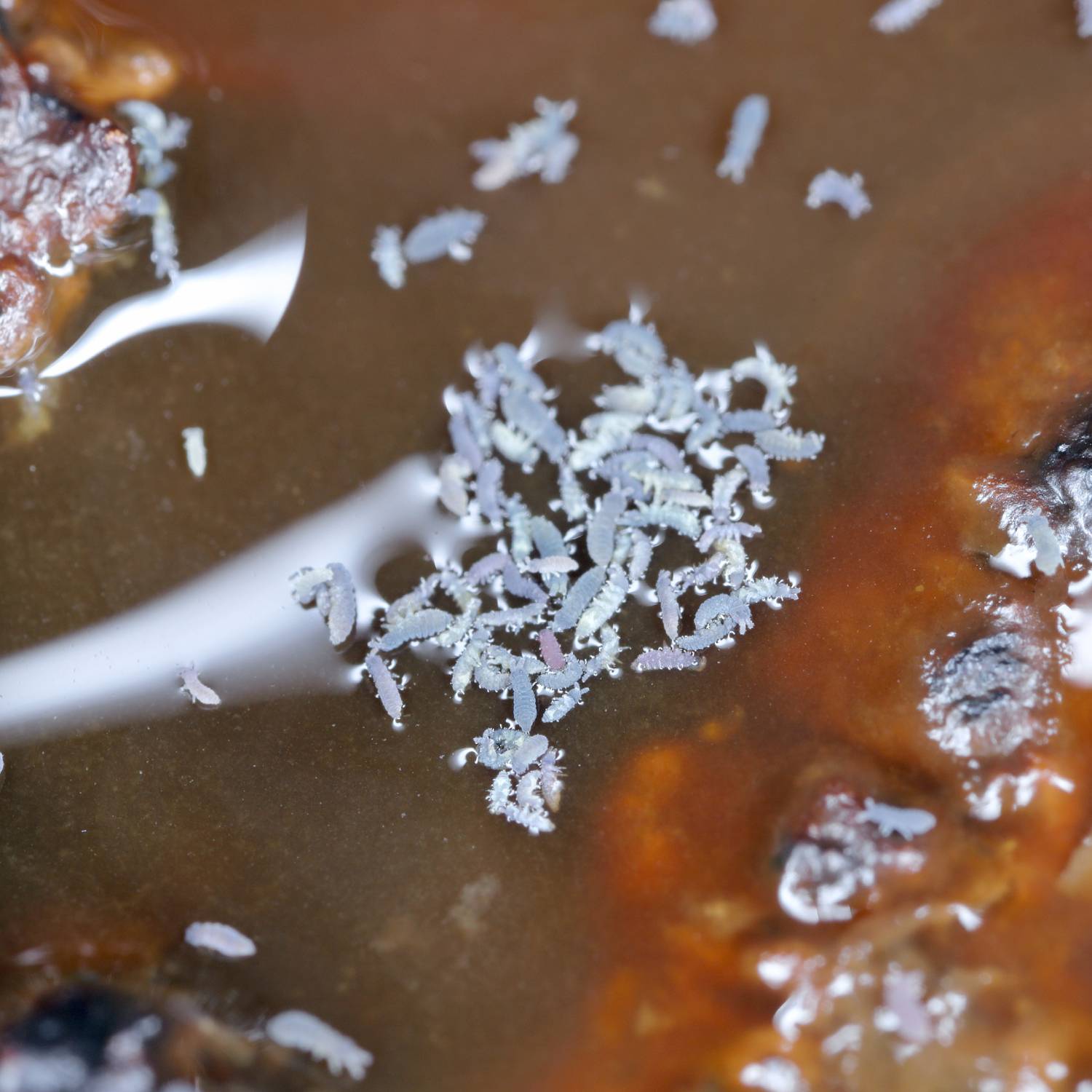 Hydrophobic springtails