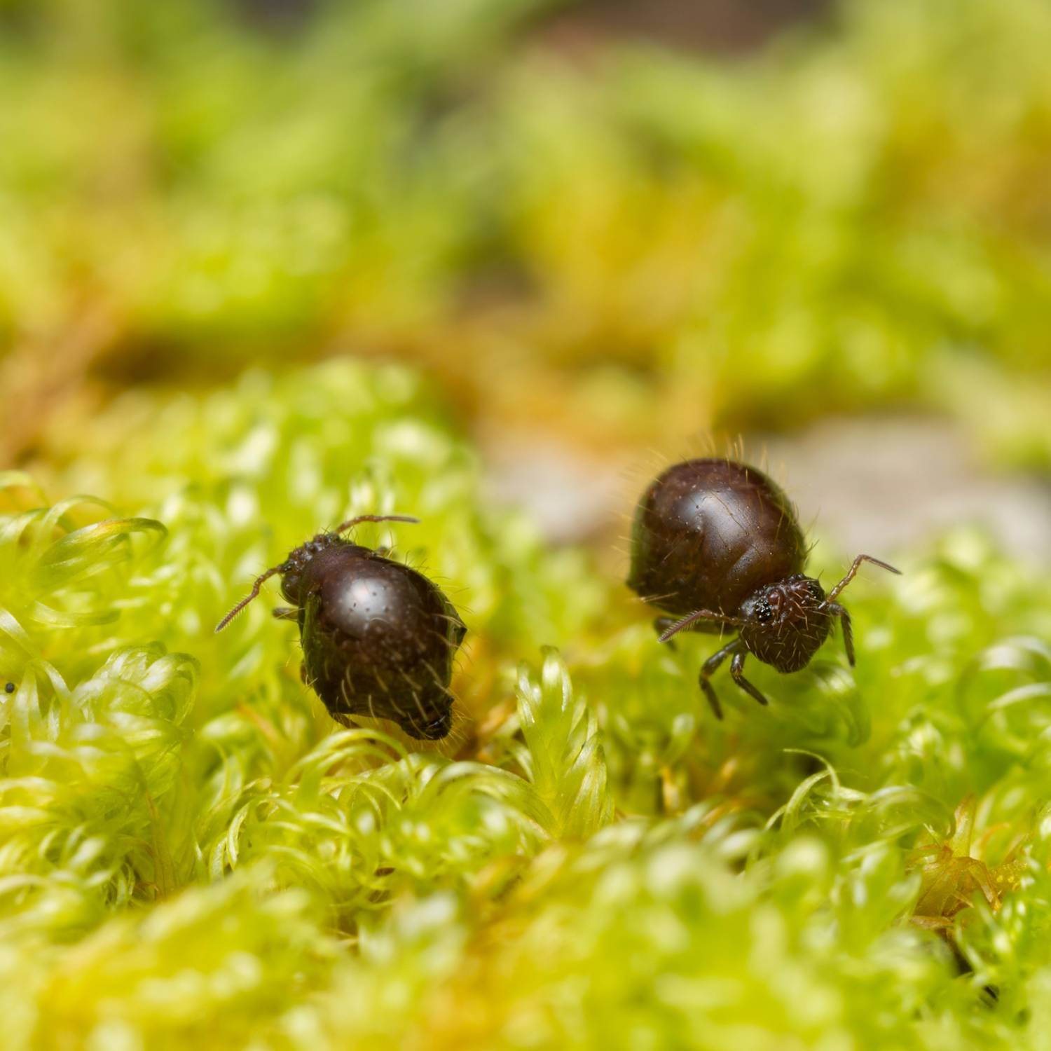 Springtails on Moss