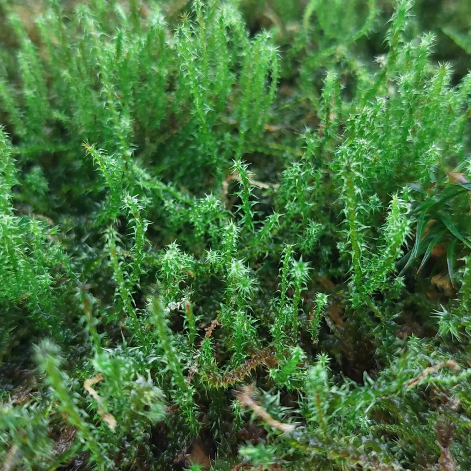 Springy turf moss