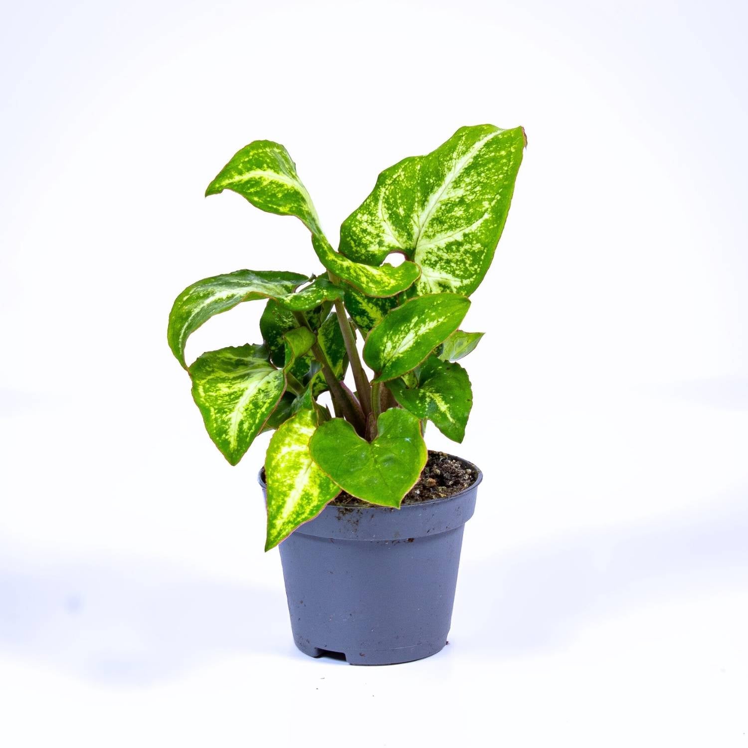 Syngonium for sale 6cm