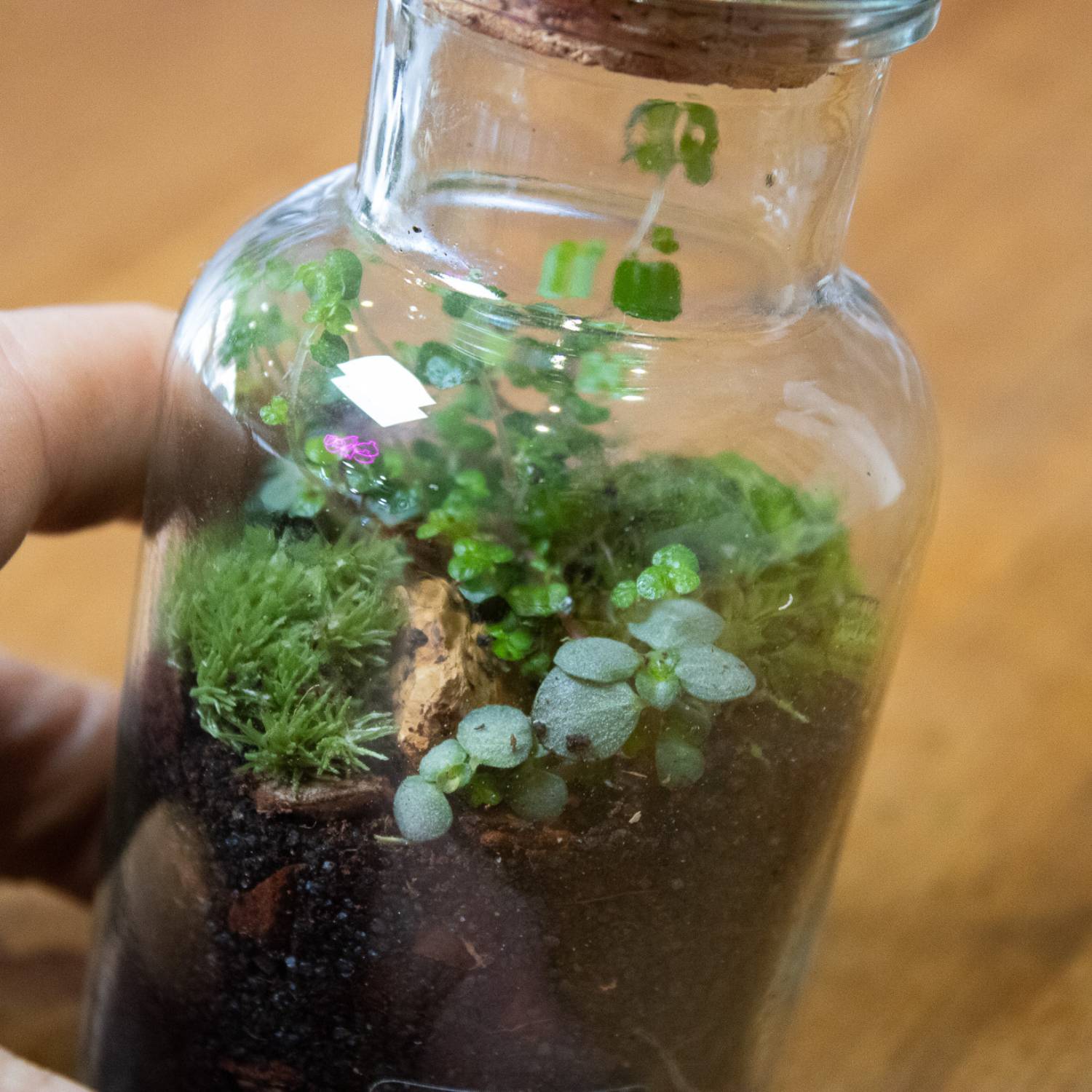 tiny spice jar terrarium
