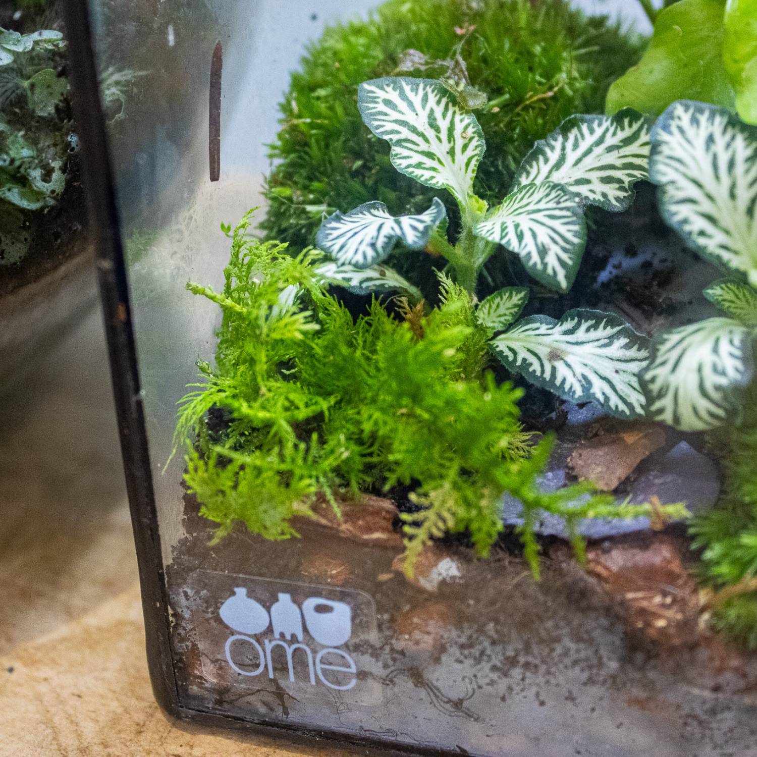 Tamarisk moss inside a terrarium