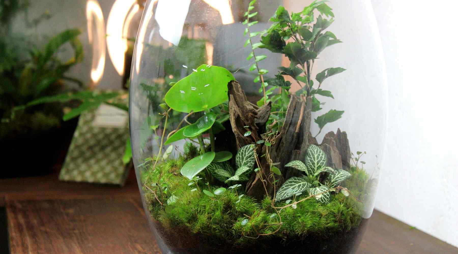 Moss Terrarium Care - Learn How To Make Moss Terrariums