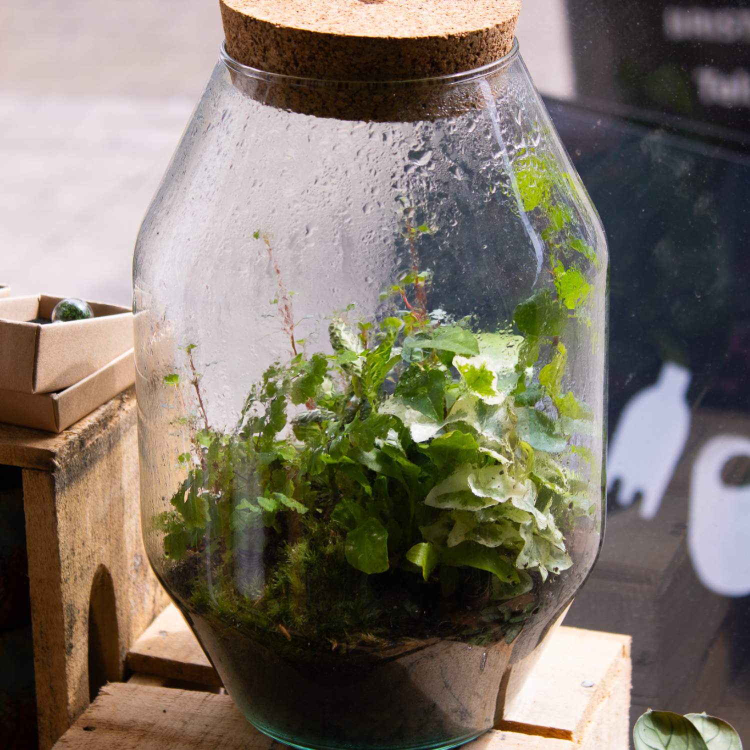 Terrarium on windowsill