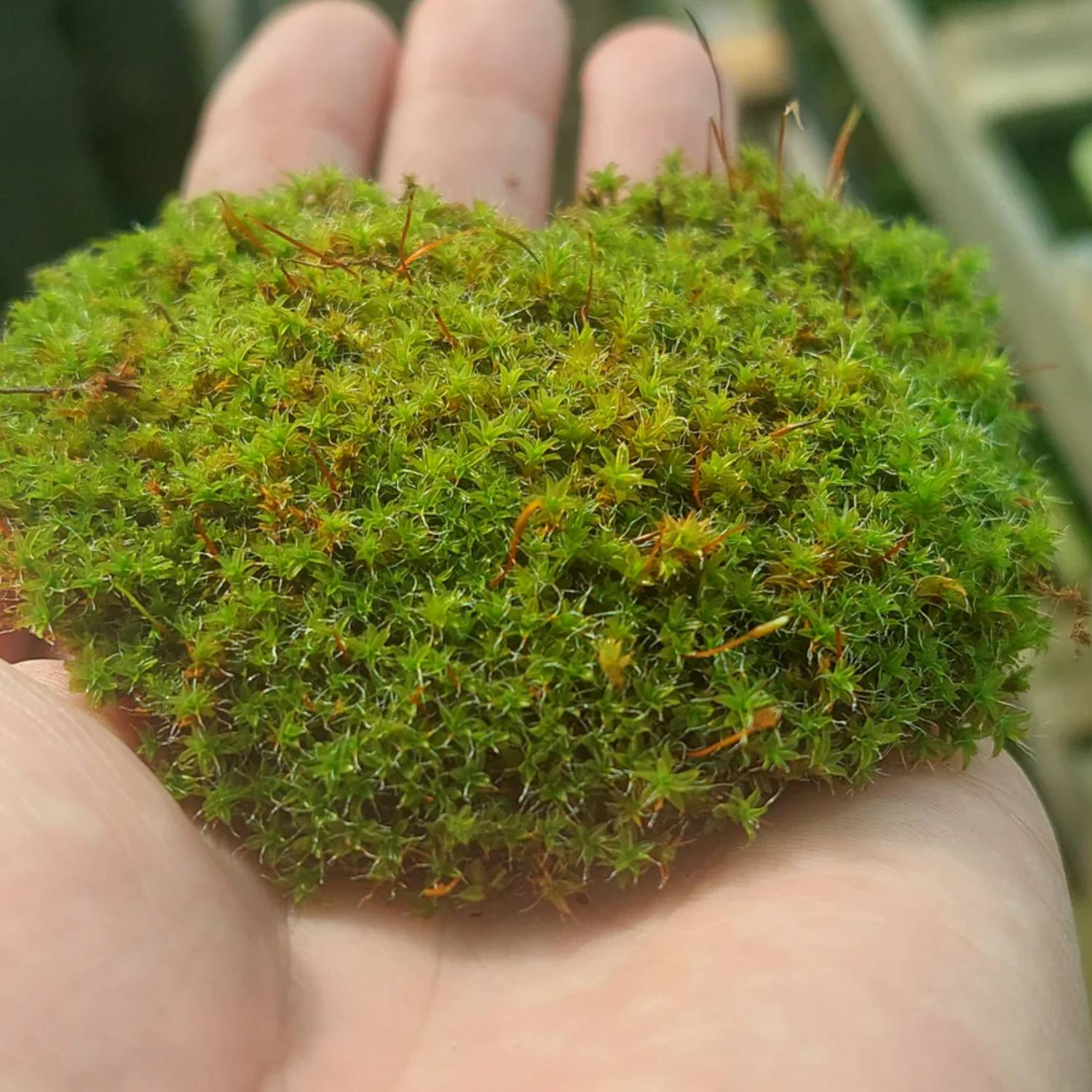 How to care for star moss