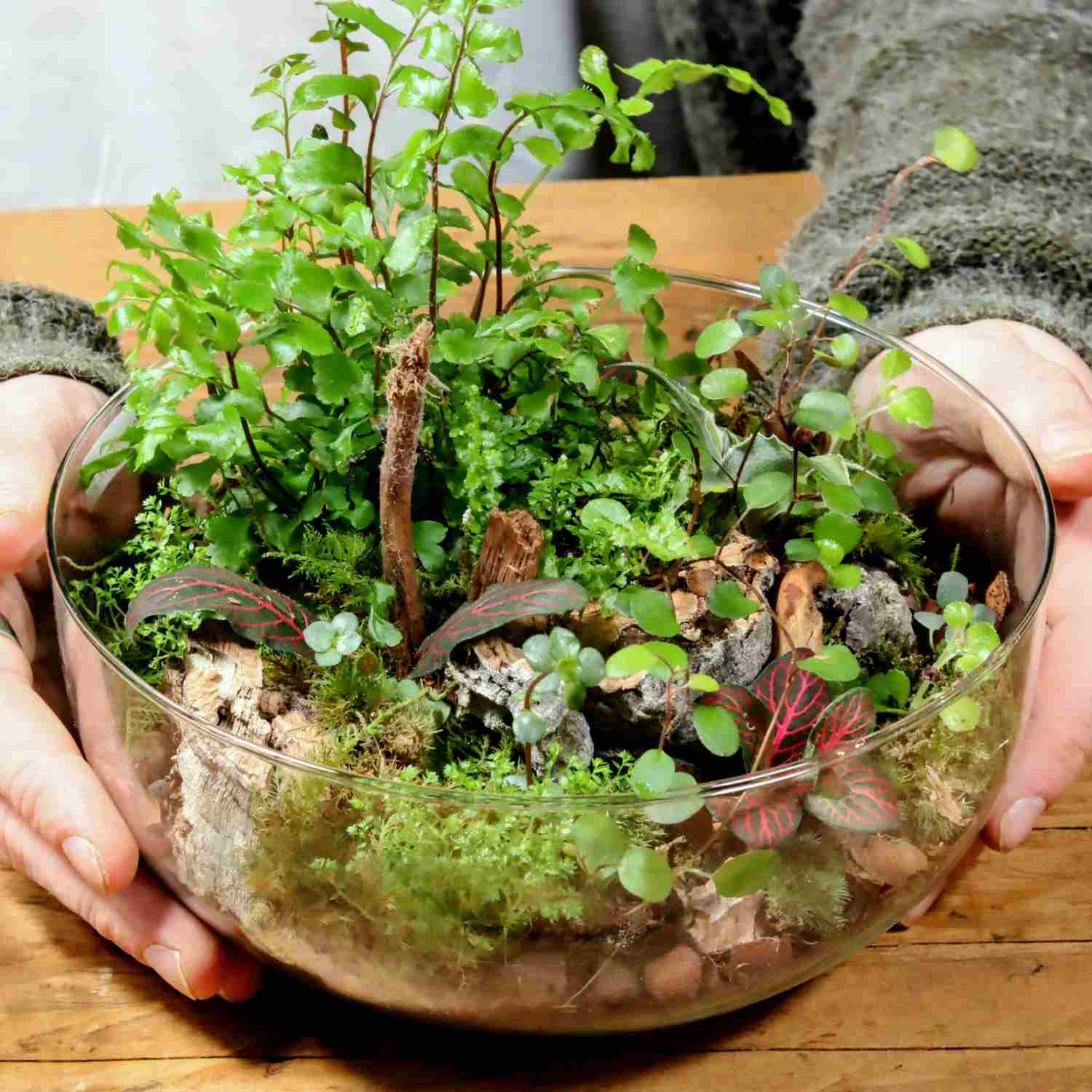 Open terrarium container