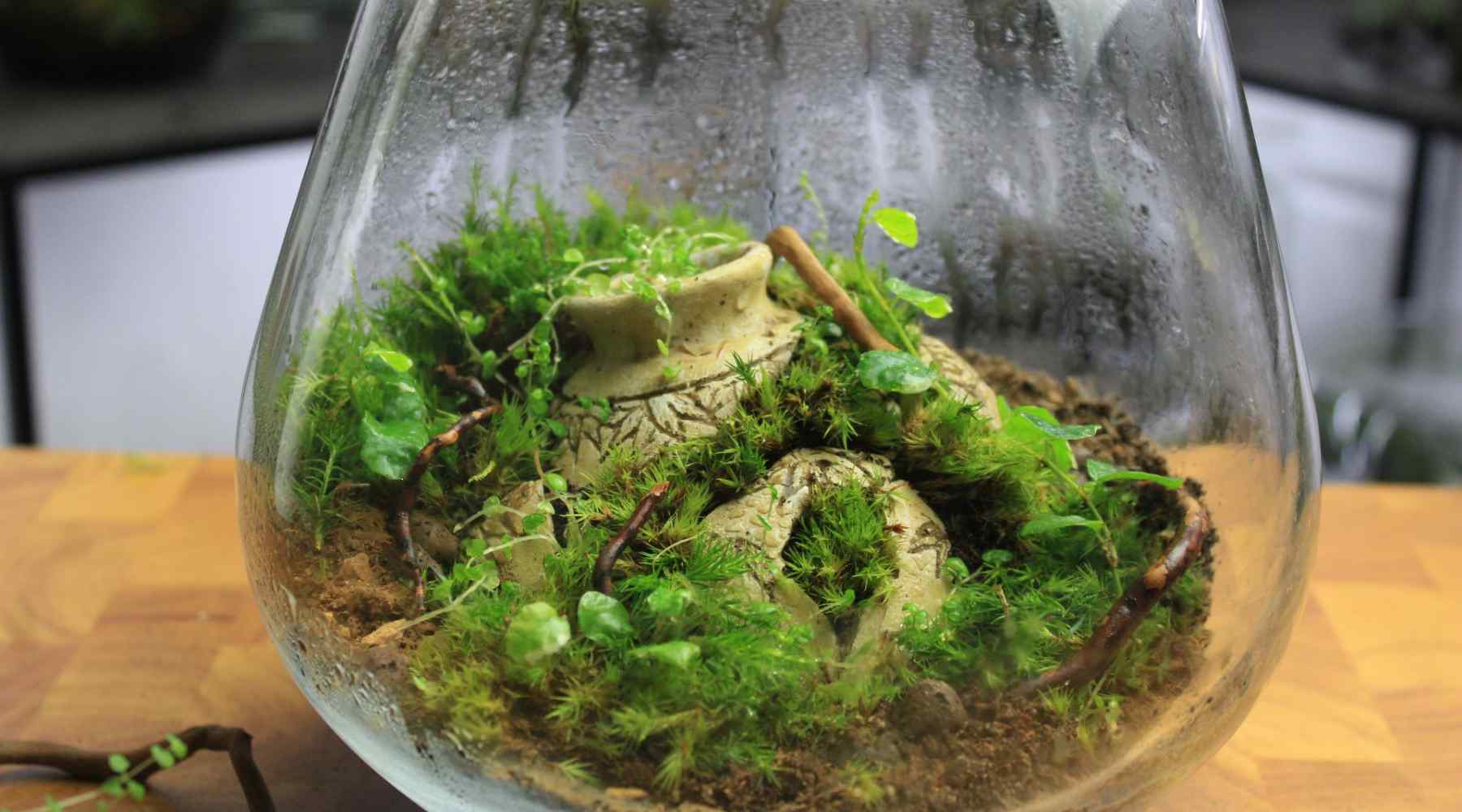 DIY Small Closed Terrarium Starter Kit With 2 Humidity Loving Plants  Included Soil, Sphagnum Moss, Charcoal, Pebbles, Bark 