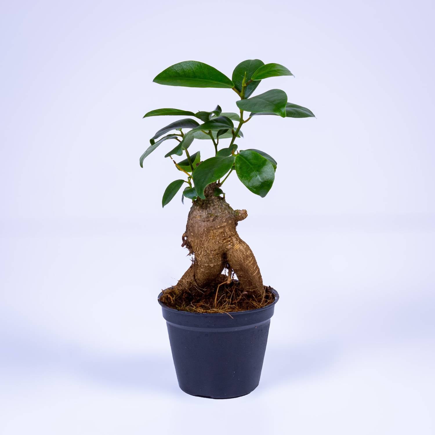 Guía de cuidados del ficus ginseng