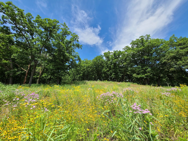 Prairie restoration at Three Waters Reserve