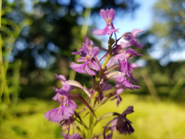 Purple fringed orchid Three Waters Reserve