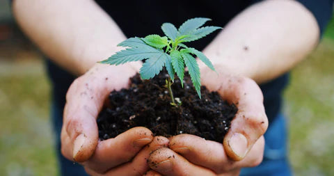 caring for CBD plants with soil from the Earth is eco-friendly