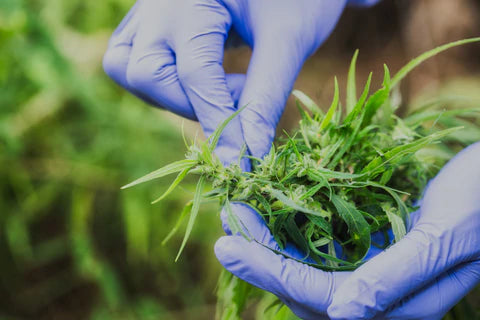 picking CBD in a way which is environmentally friendly