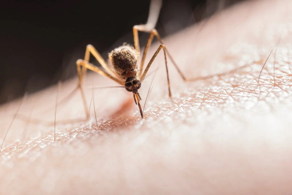 mosquito_bite