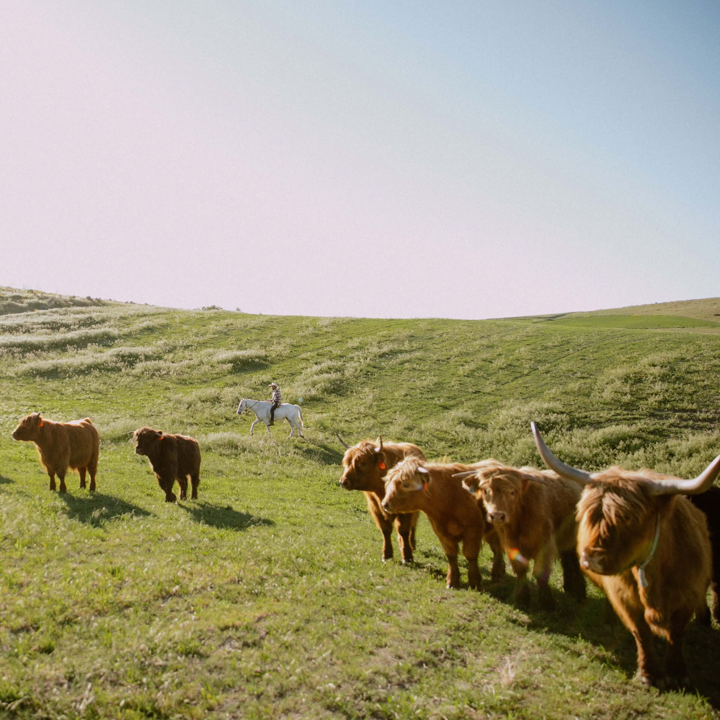 6 Reasons Grass Fed Beef is Great for the Environment and