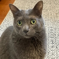 Gray cat named Echo sitting on a patterned rug