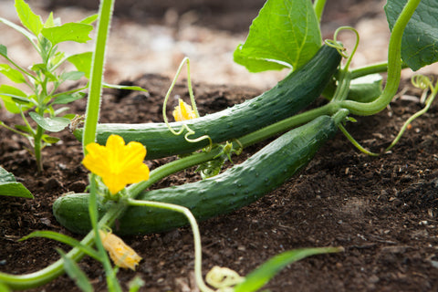 Cucumbers growing in garden