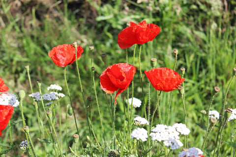 Poppy and yarrow flowers