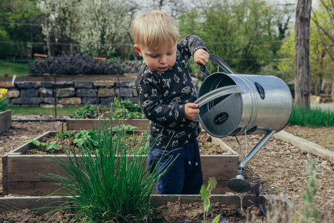 watering garden with watering can