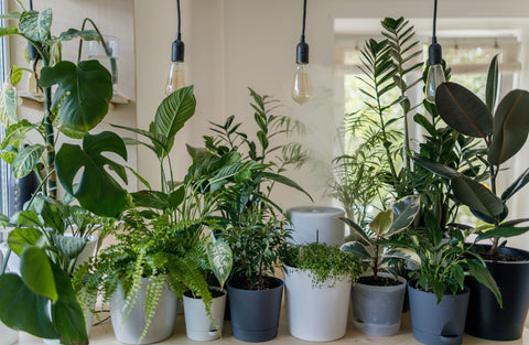 Indoor plants with lights