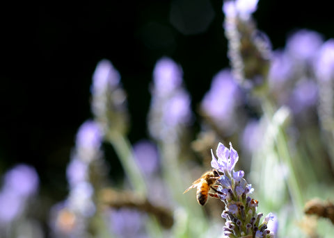 Bee in flower garden