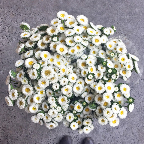 Easter Daisies