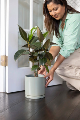 Best indoor plants for low light