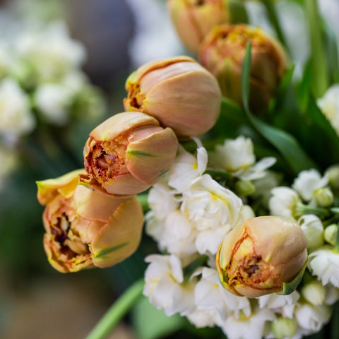 Tulips Easter Flowers