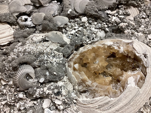 Collector's Fossilized Clam Bed – Texas Toy Distribution