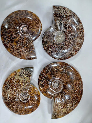 Polished Ammonite Fossil – Texas Toy Distribution