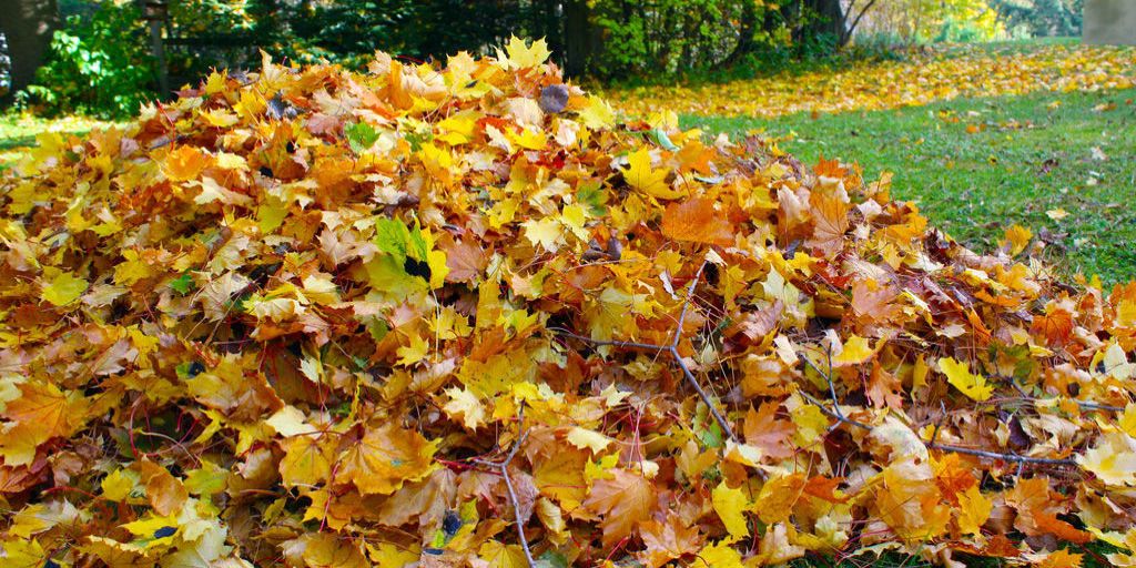 How To Get Your Lawn Or Yard Ready For Fall