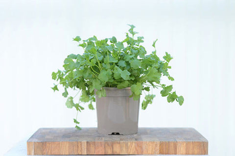 Coriander Plant in Starter Pot on Table | Season Herbs