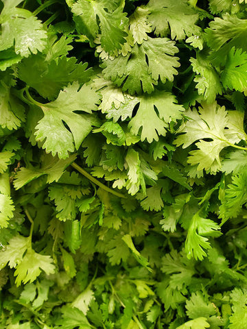 Close Up of Bright Green Coriander Plant | Season Herbs