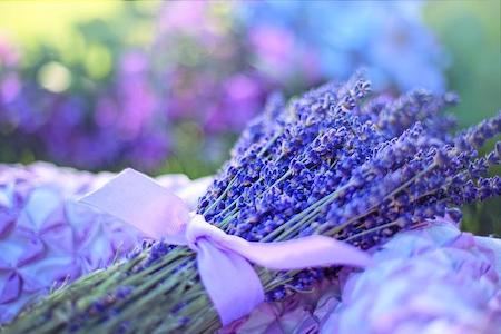 Best Time to Harvest Lavender, Bunch of Fresh Lavender | Season Herbs