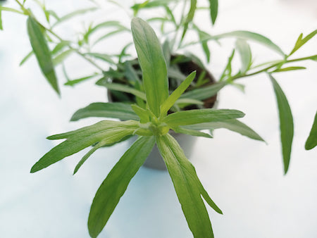 Close Up View of Tarragon Herb Plant | Season Herbs