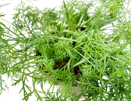 How to Harvest Fennel | Season Herbs