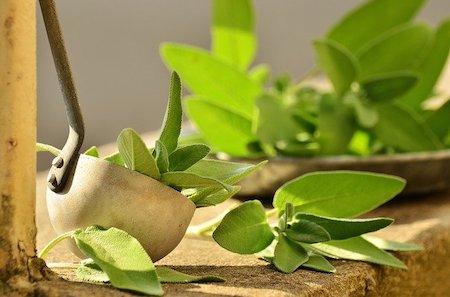 Sage Ready to be Used in Cooking | Season Herbs