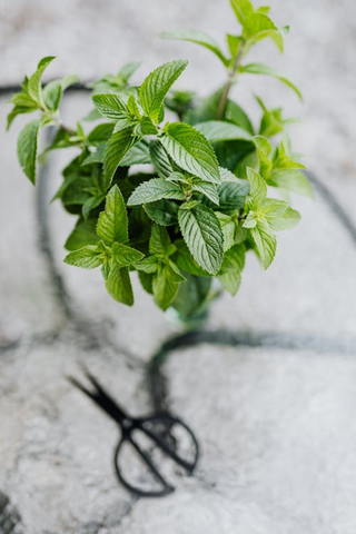 How to Harvest Mint Plant with Scissors in the Background | Season Herbs